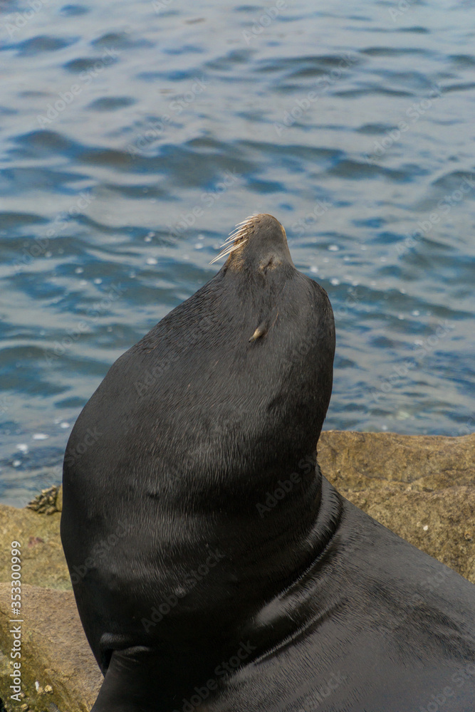 Fototapeta premium Pacific sea lions sitting on coastal rock jetty