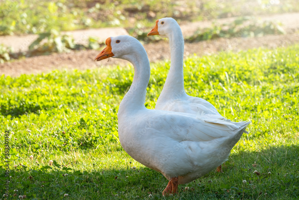 Two white big geese peacefully walking together in green grassy lawn on bright sunny day. Domestic goose, greylag goose or white goose, Anser cygnoides domesticus. Two white big geese peacefully walking together in green grassy lawn on bright sunny day. Domestic goose, greylag goose or white goose, Anser cygnoides domesticus.