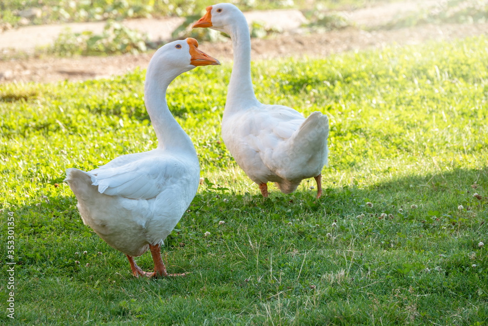 Two white big geese peacefully walking together in green grassy lawn on bright sunny day. Domestic goose, greylag goose or white goose, Anser cygnoides domesticus. Two white big geese peacefully walking together in green grassy lawn on bright sunny day. Domestic goose, greylag goose or white goose, Anser cygnoides domesticus.