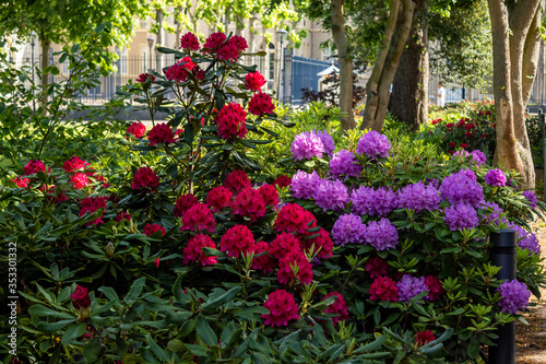Wallpaper Mural flowers in the garden Torontodigital.ca