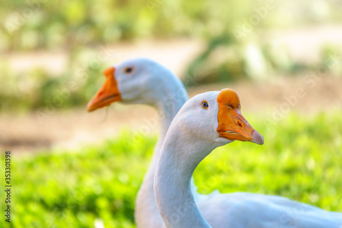 Portrait of two white geese on a bright sunny background.