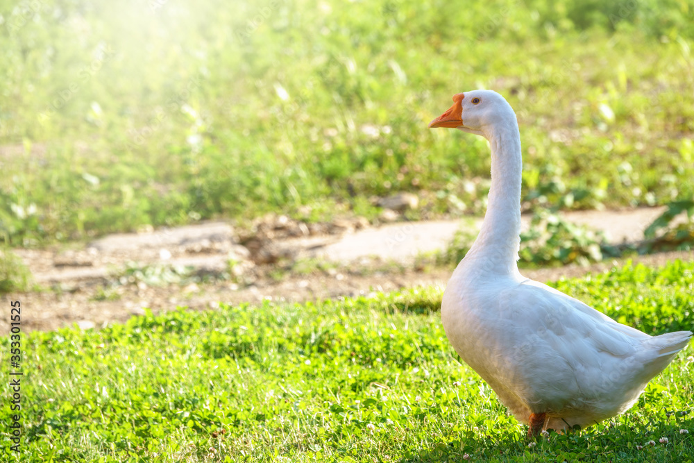 Big white goose peacefully walking in green grassy lawn on bright sunny day. Domestic goose, greylag goose or white goose, Anser cygnoides domesticus. Big white goose peacefully walking in green grassy lawn on bright sunny day. Domestic goose, greylag goose or white goose, Anser cygnoides domesticus.