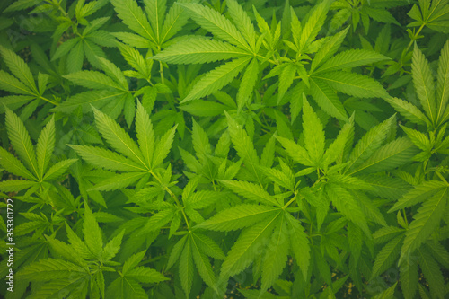 Cannabis plants growing in a steamy greenhouse