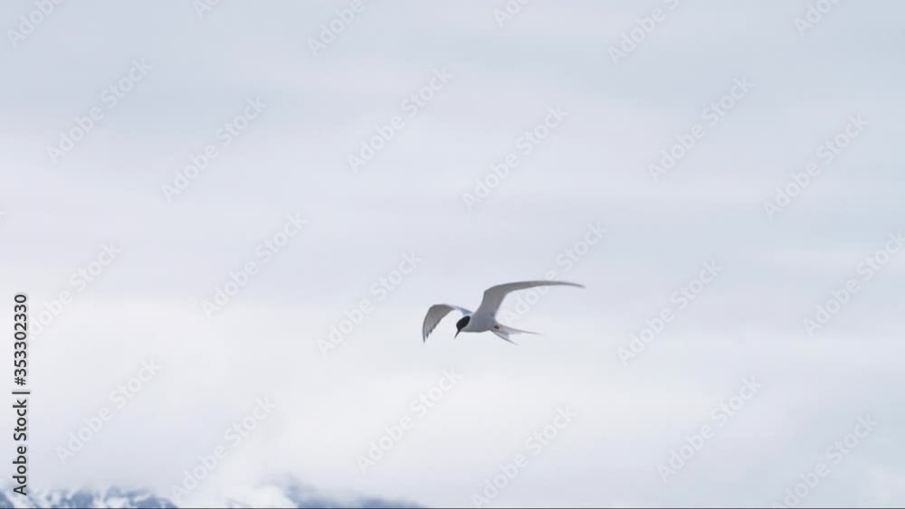 Arctic tern bird flies elegantly in slow motion