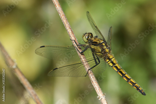 A beautiful Black-tailed Skimmer, Dragonfly, Orthetrum cancellatum, perching on a plant stem at the side of a river in the UK. © Sandra Standbridge