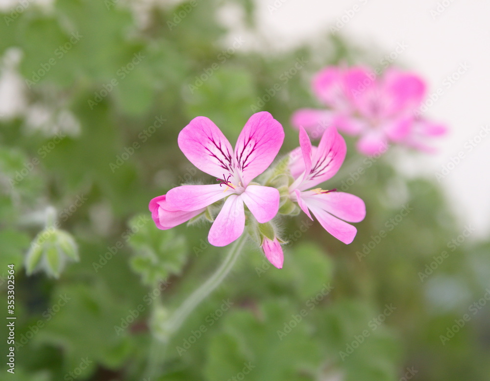 Pelargonium graveolens plant with pink flowers, 