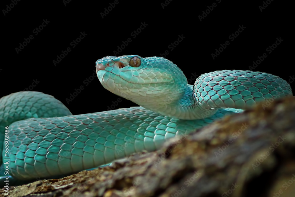Blue viper snake on black background Blue viper snake on black background