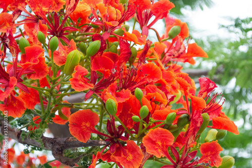 red Flame Tree or Royal Poinciana Tree with green leaf background © sarayutoat
