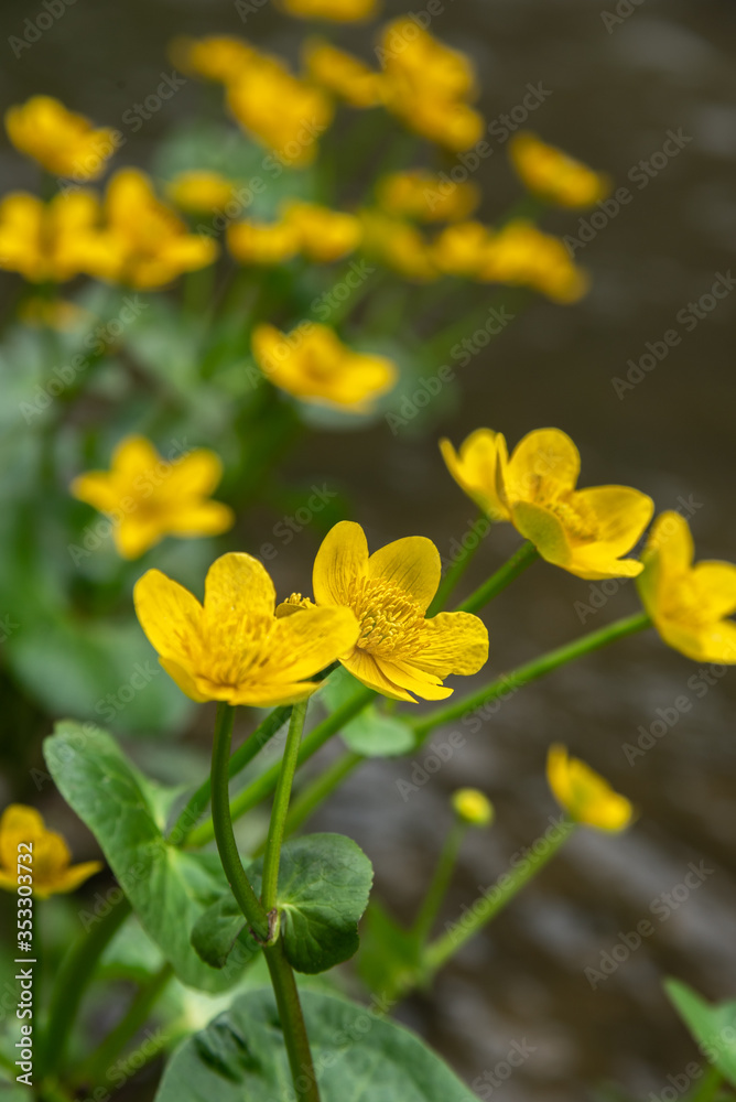 Fototapeta premium Caltha palustris yellow flowers