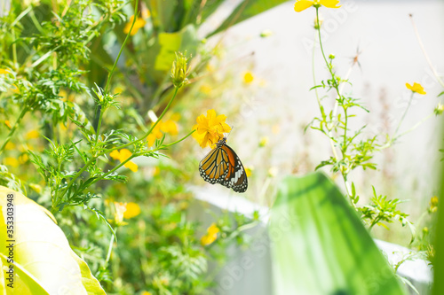 Photography butterfly  suck nectar yellow flower in garden