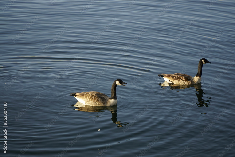 Obraz premium Kanadagänse