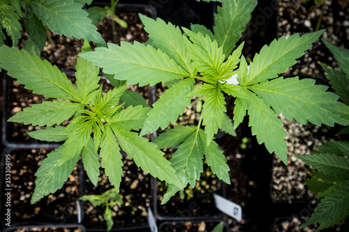 Foto Nursery growing clones of Cannabis plants