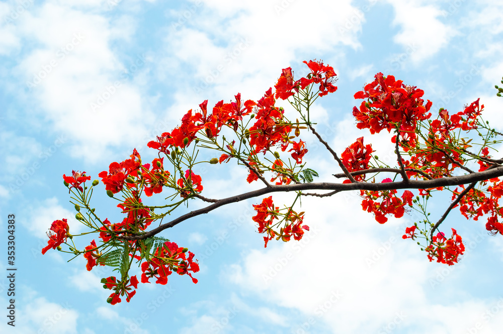 red Flame Tree or Royal Poinciana Tree with blue sky and cloud red Flame Tree or Royal Poinciana Tree with blue sky and cloud