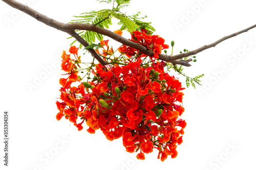 red Flame Tree or Royal Poinciana Tree flower isolated on white background photo