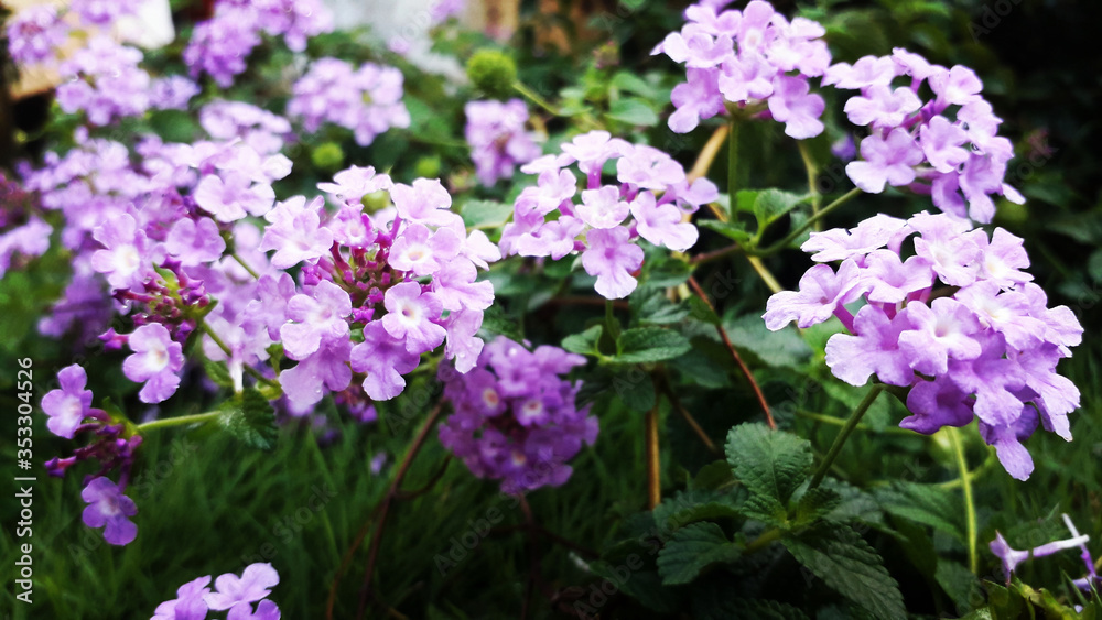 Small beautiful purple flowers in the garden Small beautiful purple flowers in the garden
