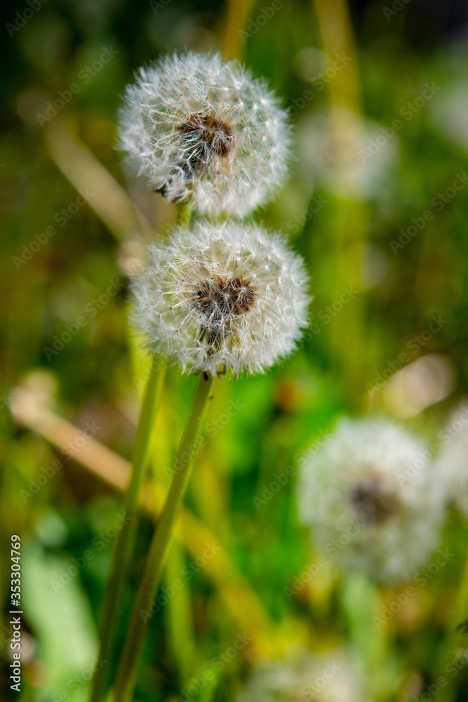 tender dandelion on the green meadow of the plain tender dandelion on the green meadow of the plain
