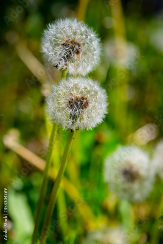 tender dandelion on the green meadow of the plain