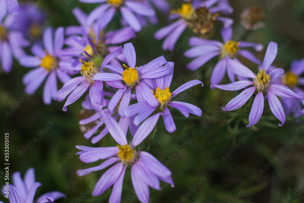 the purple flowers growing in the field were in full bloom