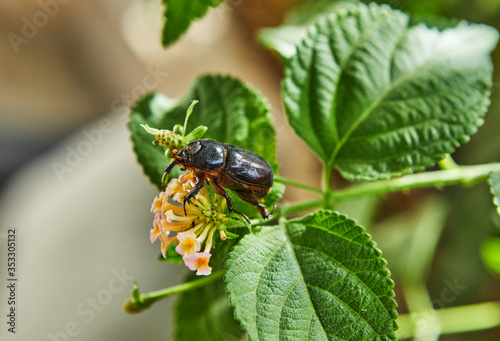 A close-up of an earthen dung beetle on green foliage with a flower on a bright sunny day