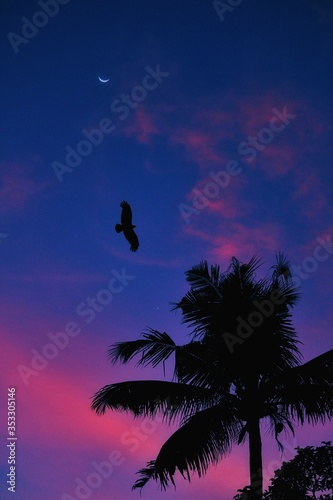 Coconut tree silhouette with Eagle in sky