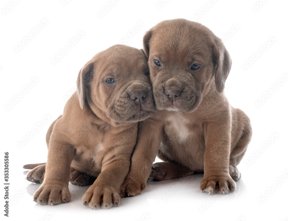 puppies cane corso