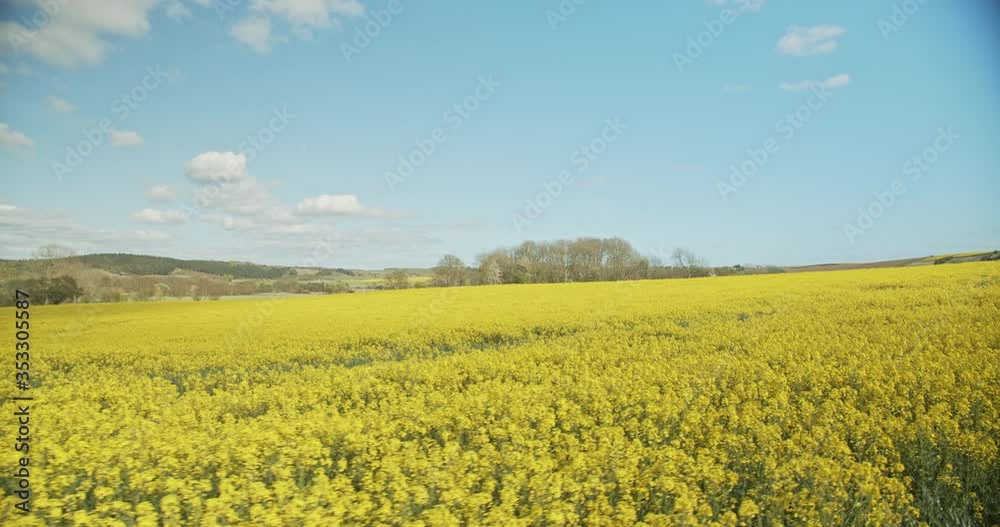 Beautiful Yellow Field with Canola Plants Swaying with the Wind Beautiful Yellow Field with Canola Plants Swaying with the Wind