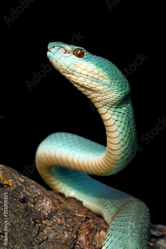 Blue viper snake on black background