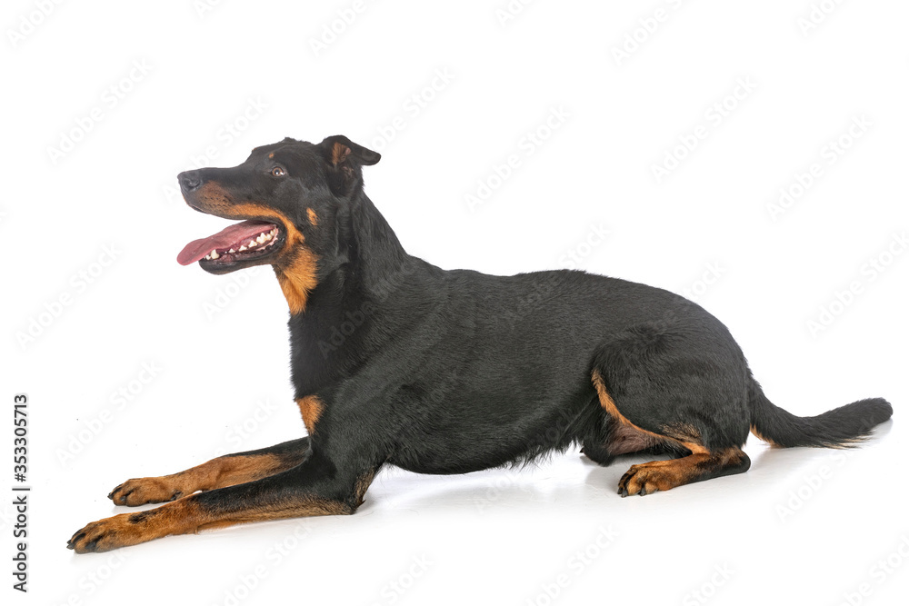 beauceron in studio