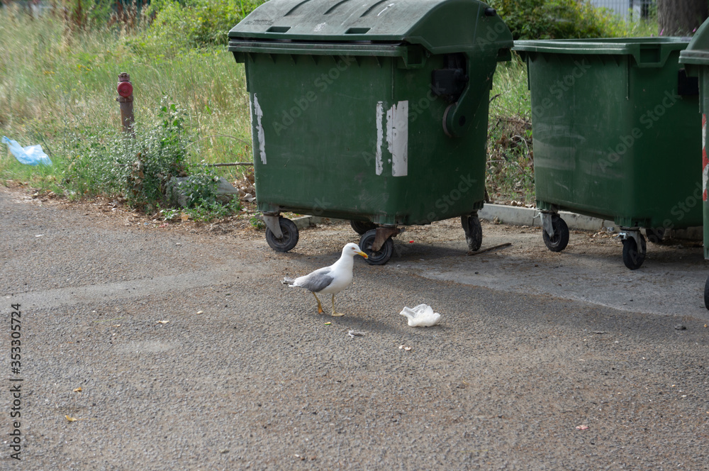 A seagull near trash cans is looking for food. A seagull near trash cans is looking for food.