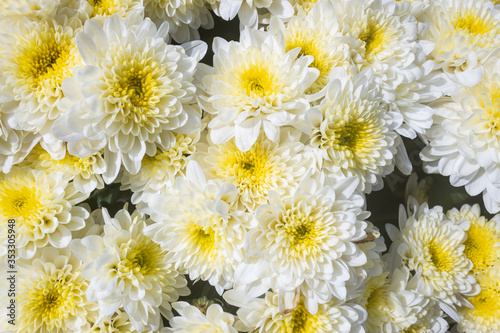 White Chrysanthemum or Mums Flowers in Garden with Natural Light