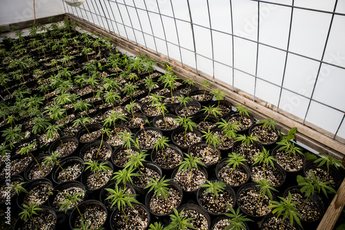 Φωτογραφία Nursery growing clones of Cannabis plants