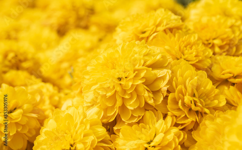Yellow Chrysanthemum or Mums Flowers Background on Right View © steafpong