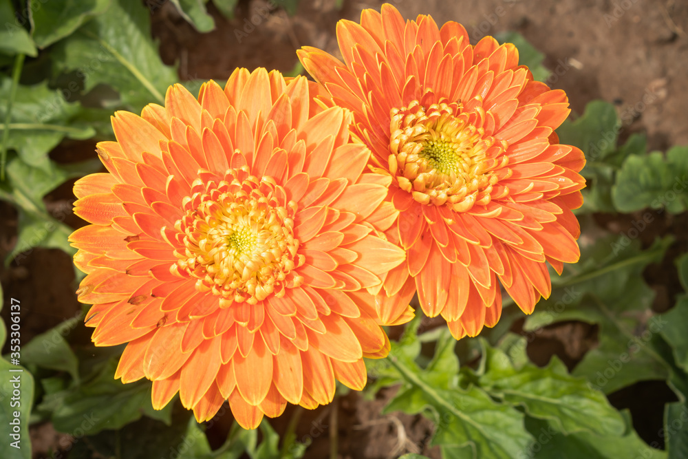 Orange Gerbera Daisy or Gerbera Flower on Green Leaves Background