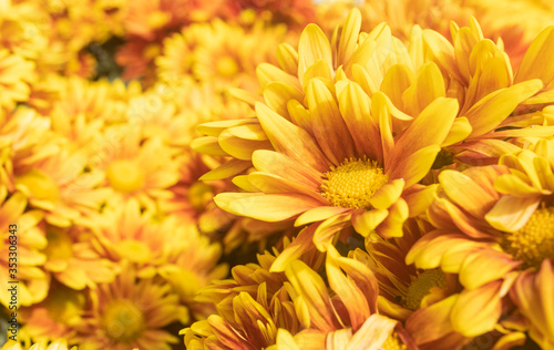 Orange Gerbera Daisy or Gerbera Flower in Garden on Right Frame