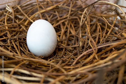 Obraz na plátně one egg bird in the nest