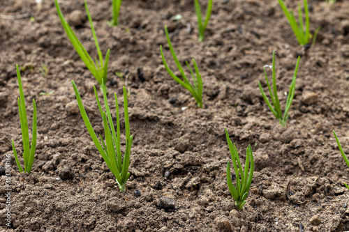 Young onion sprouts in the garden