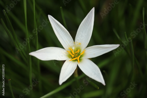 white flower and its green leaves 