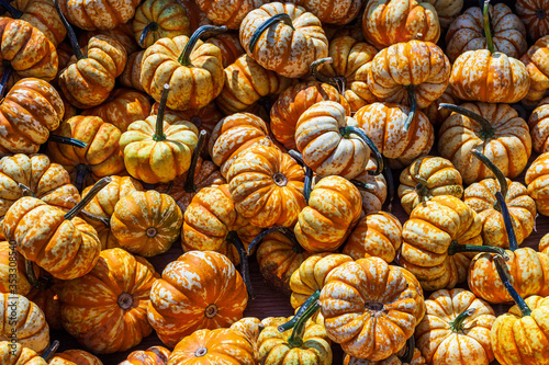 Lots of pumpkins all around at open air market vivid colors. © olegmayorov