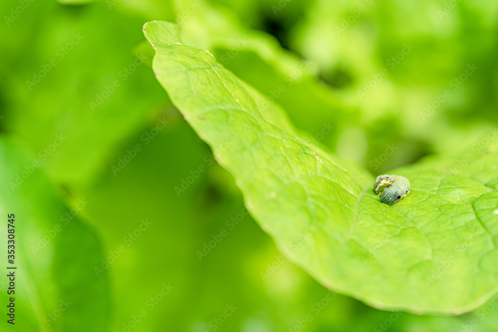 ladybug on leaf ladybug on leaf