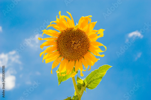 Fototapeta Naklejka Na Ścianę i Meble -  sun flower with blue sky and cloud