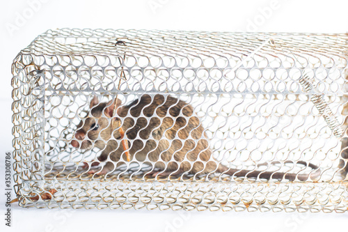 out of focus rat stick in trap,Mouse Trap Cage on white background photo