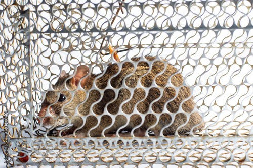rat stick in trap,Mouse Trap Cage on white background photo