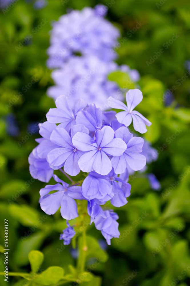 close up purple flower and green leaf background close up purple flower and green leaf background