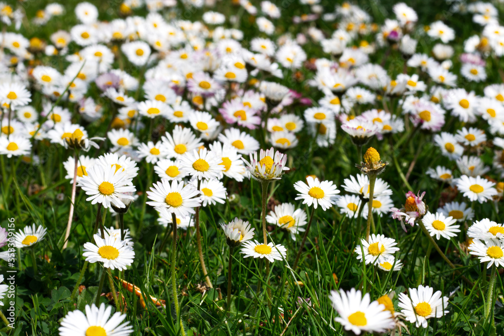 Fototapeta premium daisy flowers daisies