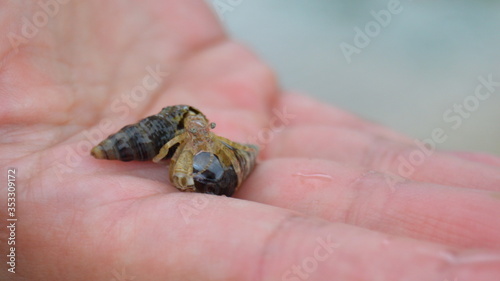 Hermit Crab in Palm of Hand in Japan