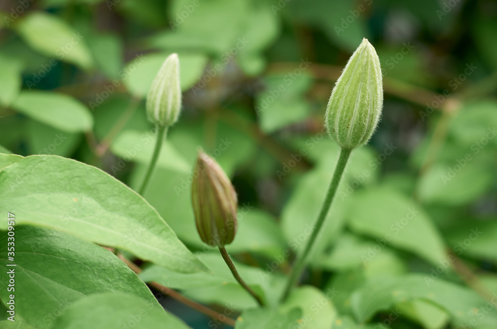 green clematis buds on a Bush in the garden in summer green clematis buds on a Bush in the garden in summer