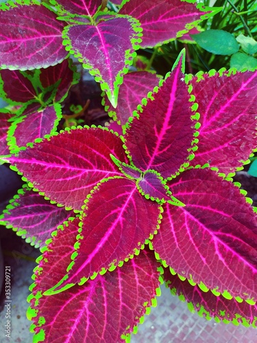 Plectranthus scutellarioides, commonly known as coleus. the beautiful darkish pink and green edges leafs of coleus plant