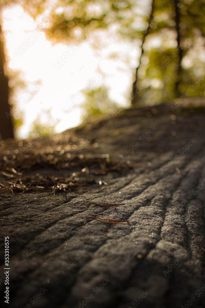 Automne bleausard