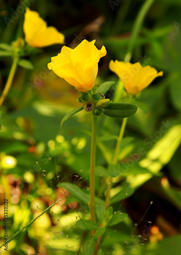 flower yellow © Lais