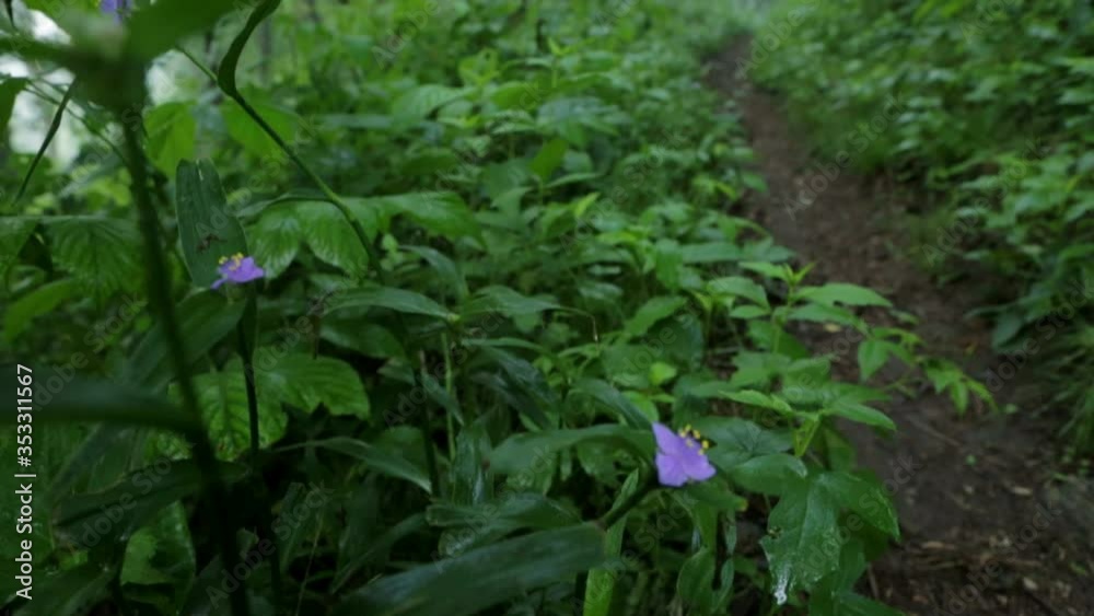 custom made wallpaper toronto digitalTilt up from beautiful purple flower to a misty path through the forest.